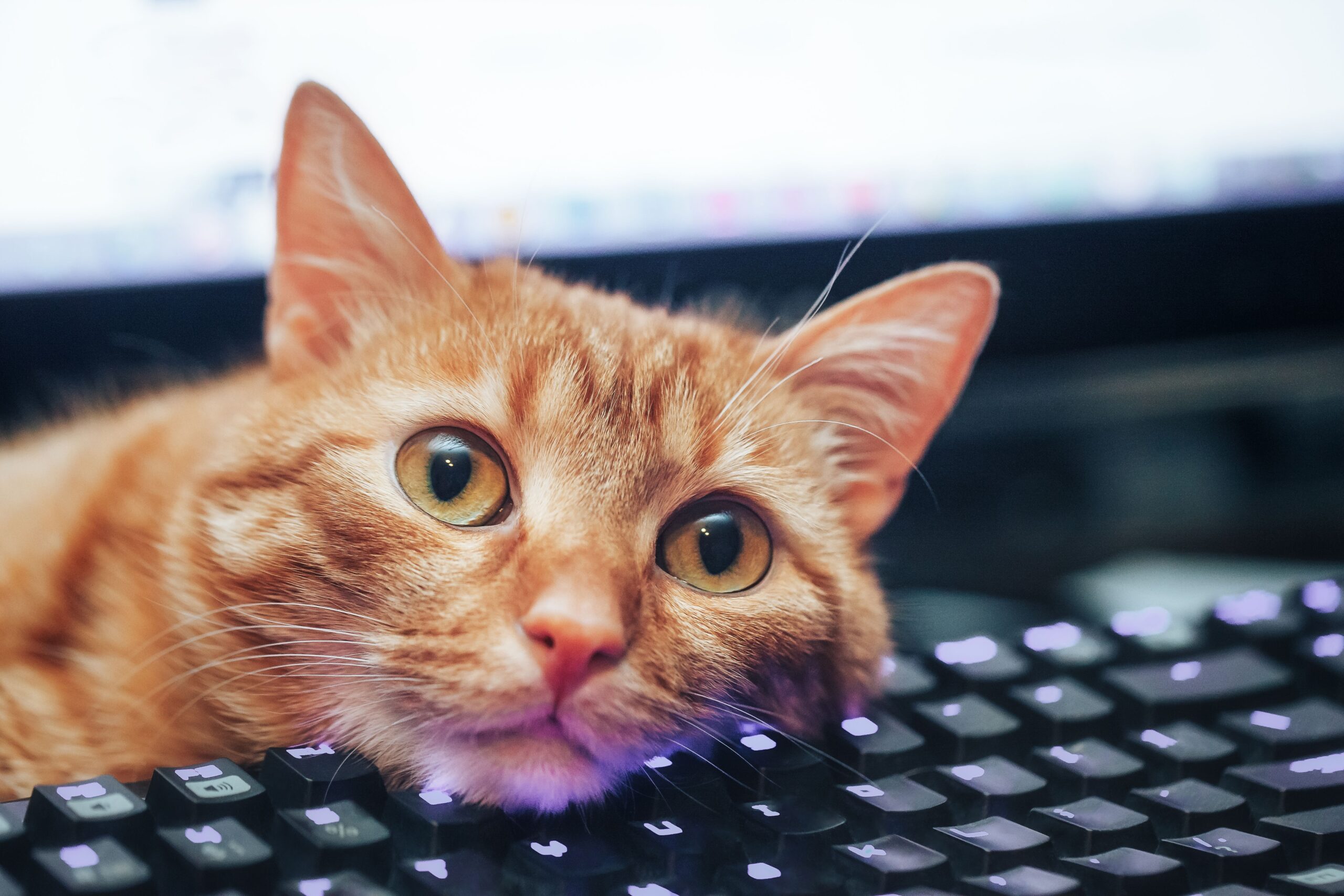 Keyboard Shortcuts Revealed by Feline Intervention