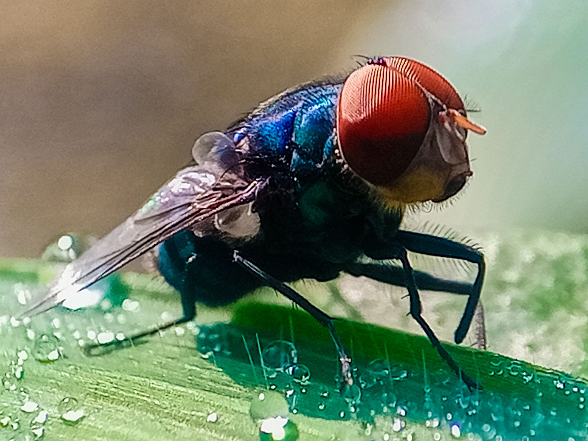 Flesh-Eating Screwworms Penetrate US: A Systemic Threat