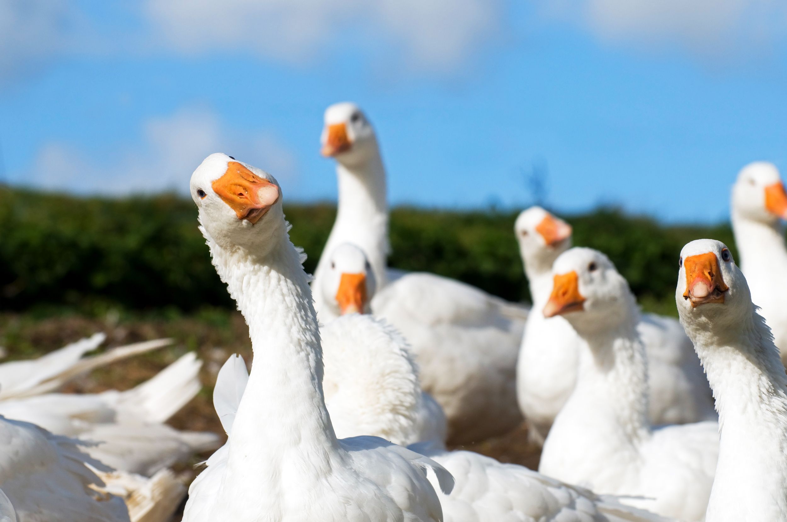 Goose App Exposes AI-Driven Influencer Networks