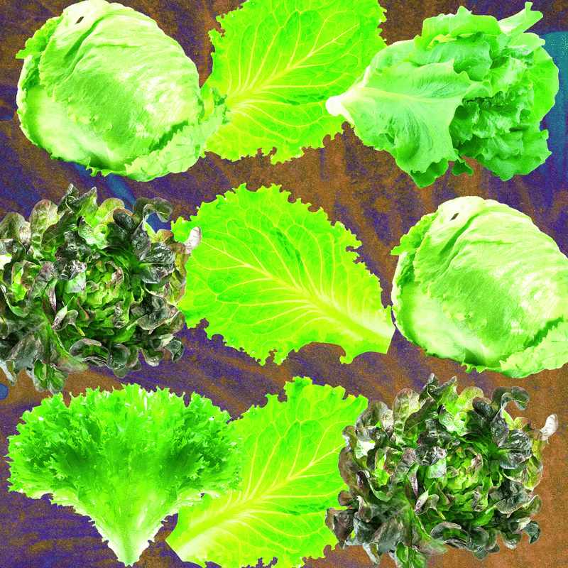 Lettuce's Persistent Health Risks: A Systemic Perspective