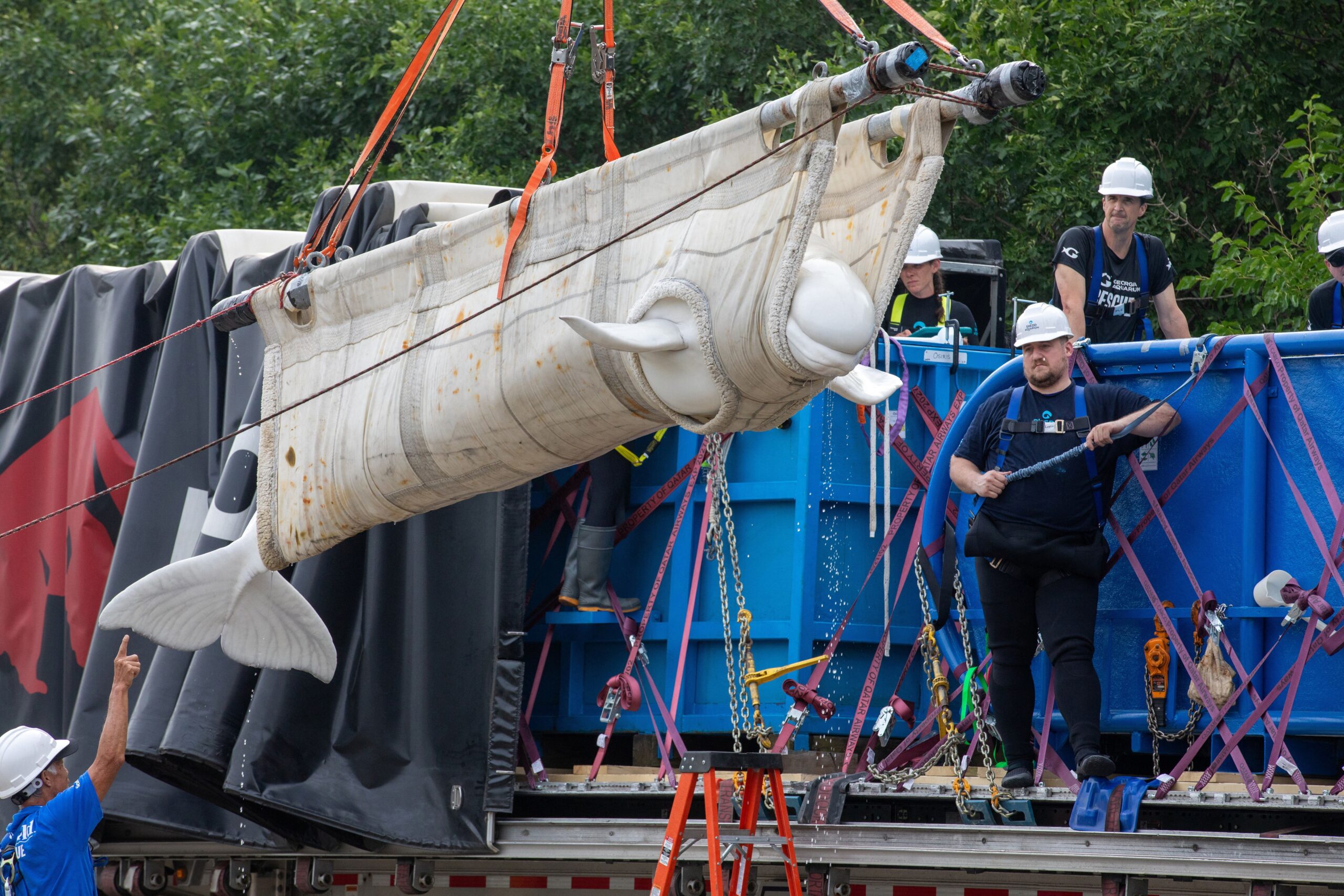 Rescue Mission: Beluga Whales' Journey to Chicago and Beyond