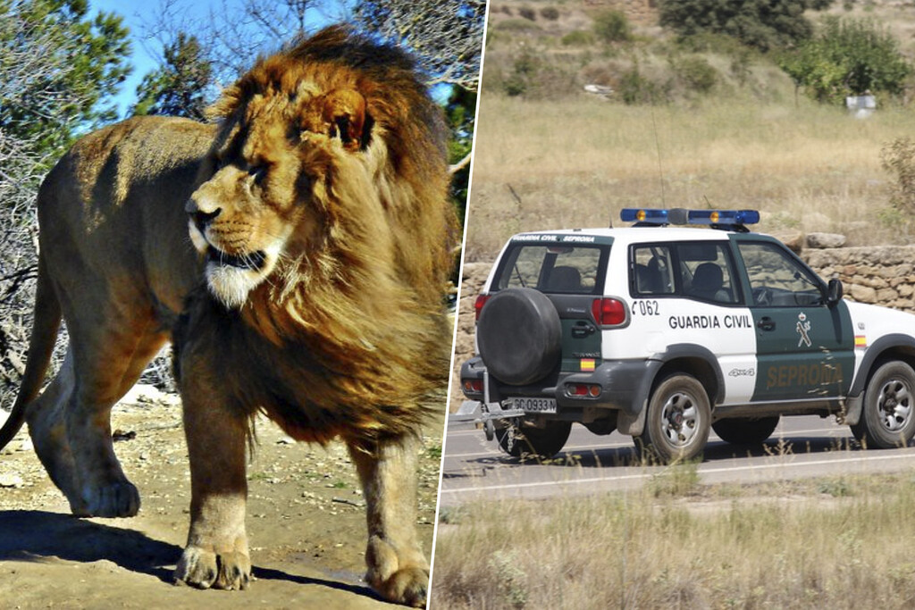 Escaped Lion in Toledo Sparks Thorough Search