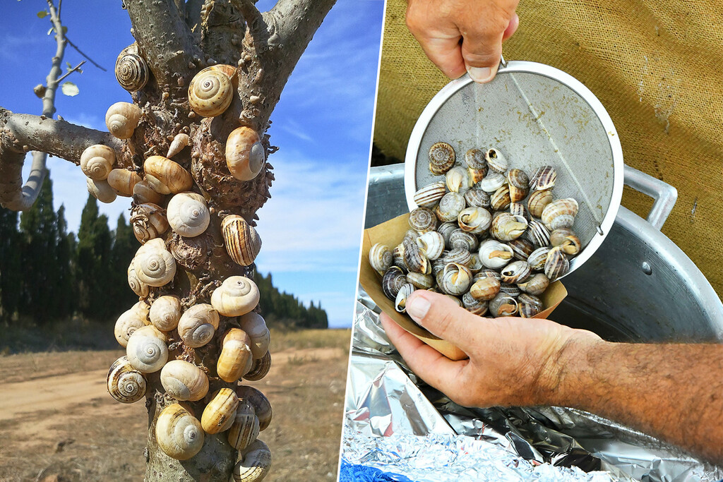 El aumento de las poblaciones de caracoles desafía la agricultura mallorquina