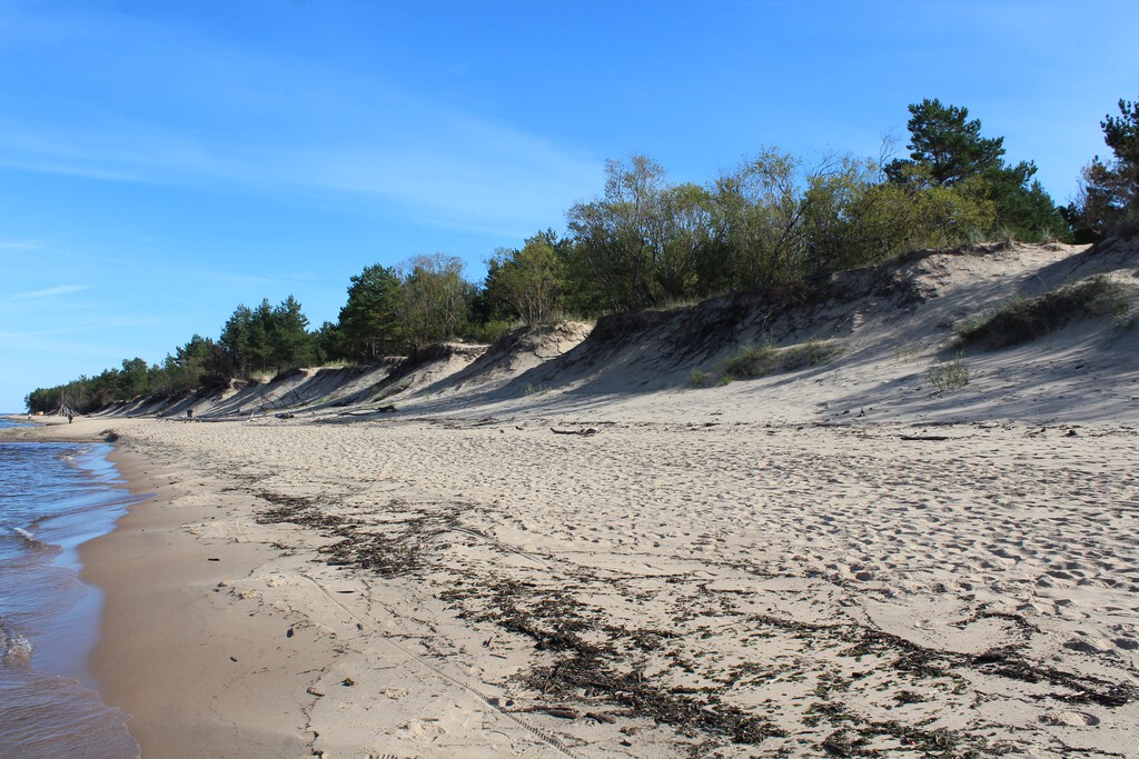 Alabama's Coastal Defense: Christmas Trees Transform Beaches