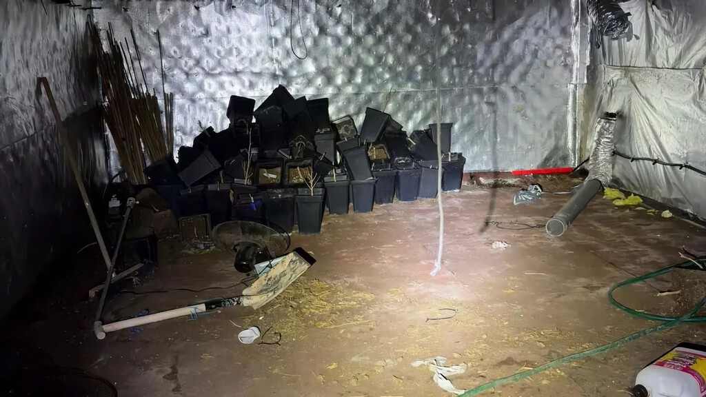 Cannabis Discoveries in Castellón: A Hidden Industry