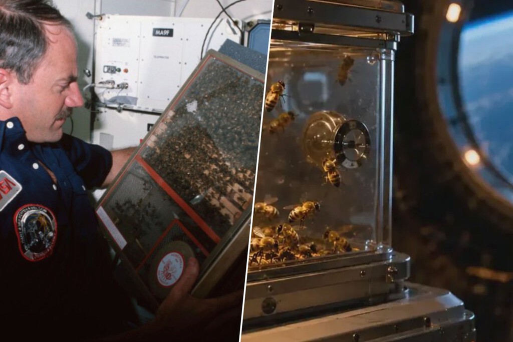 NASA's 1984 Bee Experiment: Microgravity's Impact on Hive Construction