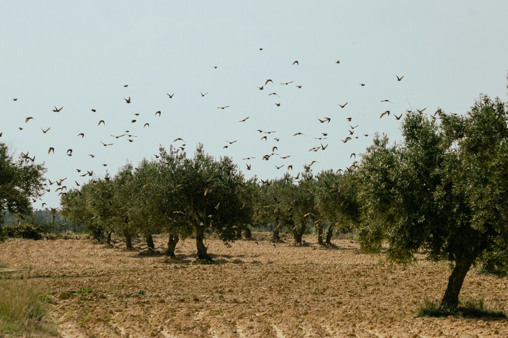 El auge del aceite de oliva tunecino que impacta a los productores españoles