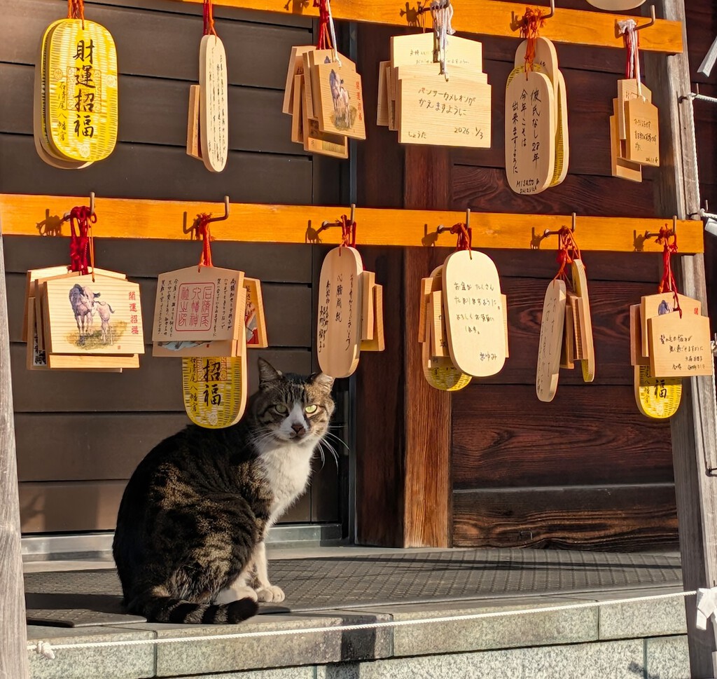 Cats in Japan: Navigating the Invasive Species Dilemma