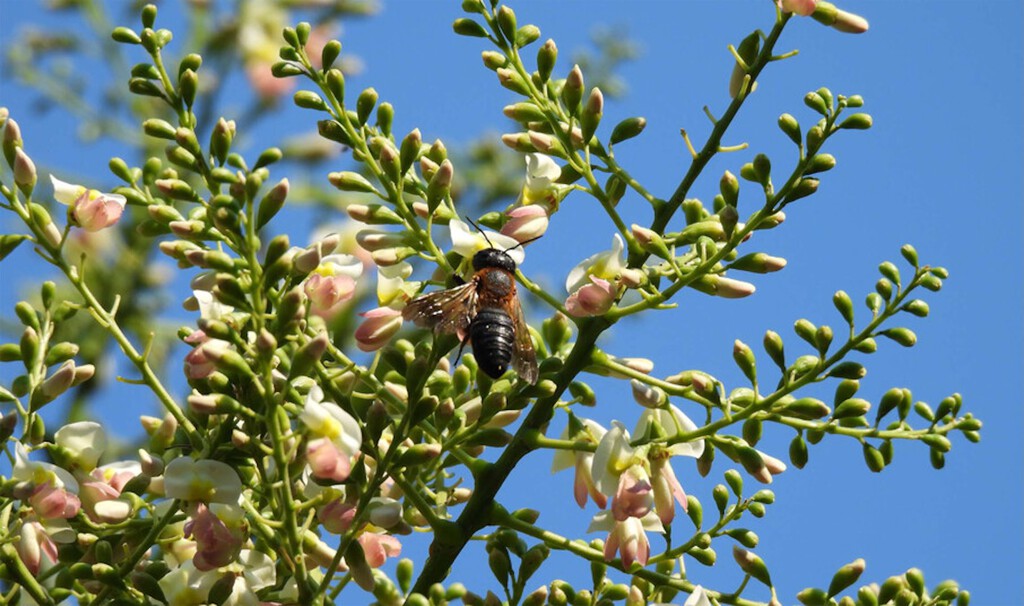 La expansión de la abeja resinera gigante en Europa: un desafío ecológico moderno