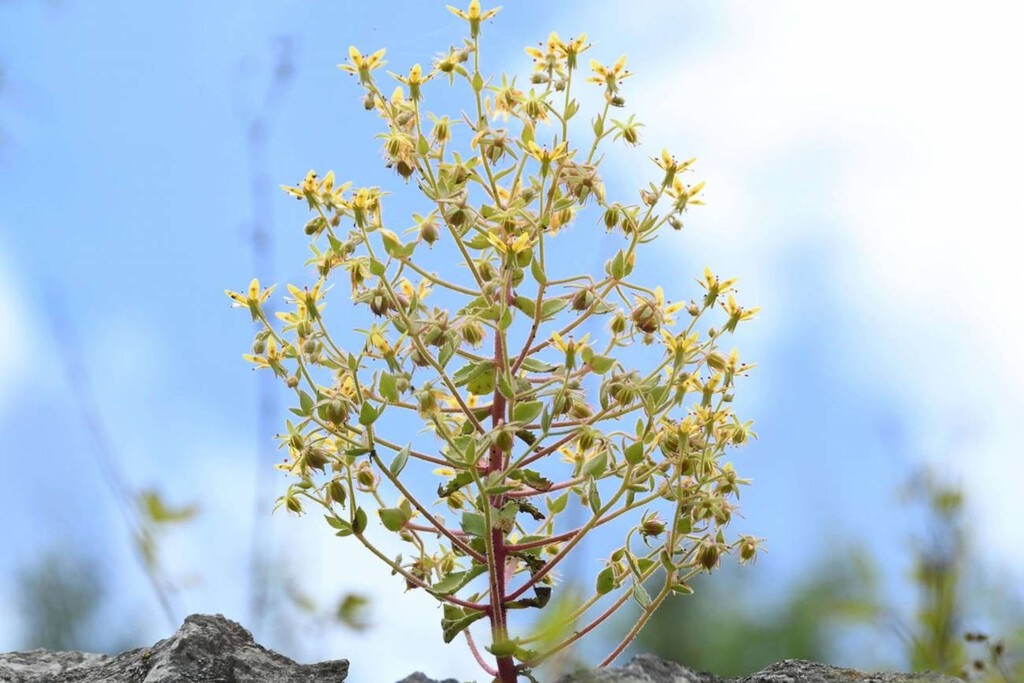 Darwin's Theory Vindicated by Carnivorous Plant Discovery