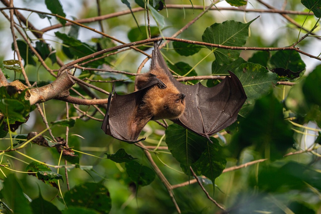 Harnessing the Power of Bats for Forest Conservation in Vigo