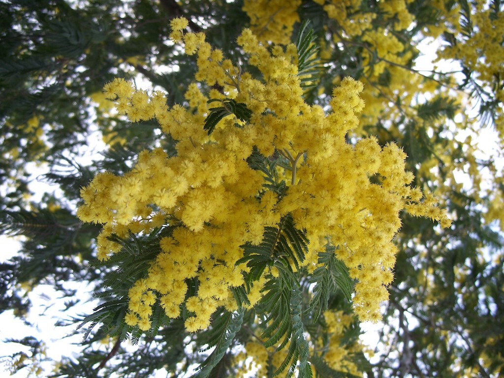 Acacia Dealbata: The Invasive Species Impacting Spain's Ecosystems