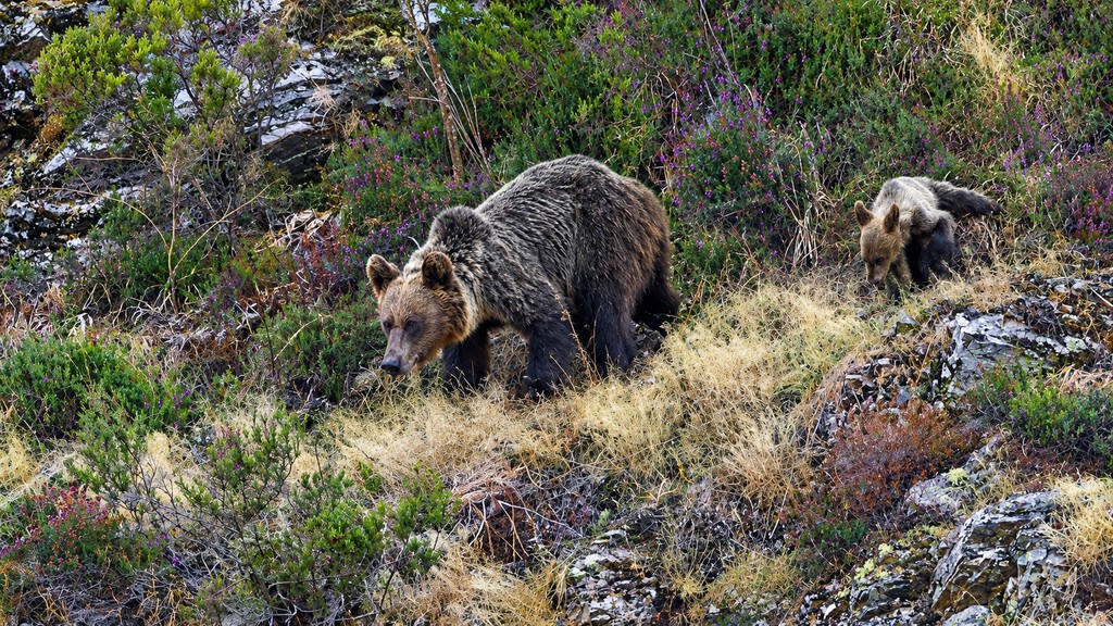 La expansión del oso pardo en Iberia señala una recuperación ecológica